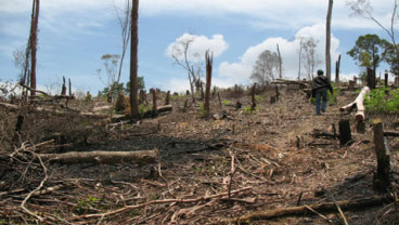 Deforestasi Terburuk, Indonesia Susul Brazil